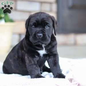 Shadow, Cane Corso Puppy